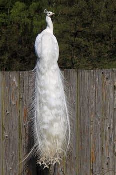 White peacock