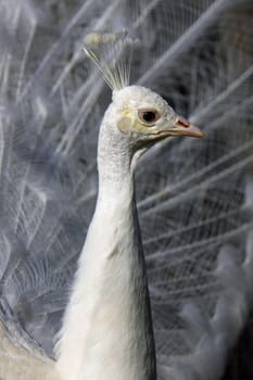 White peacock