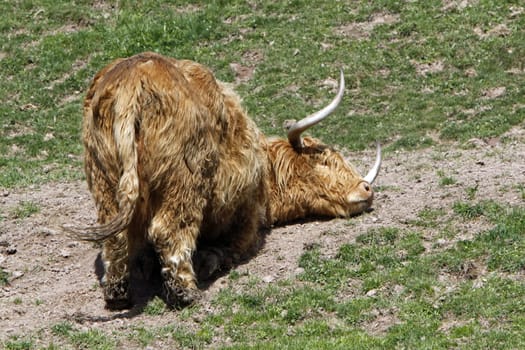 Scottish Highland cattle