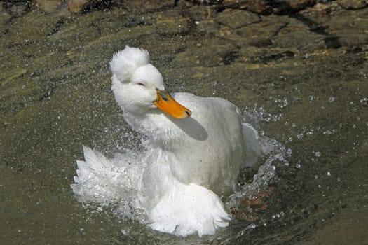Bathing crested duck