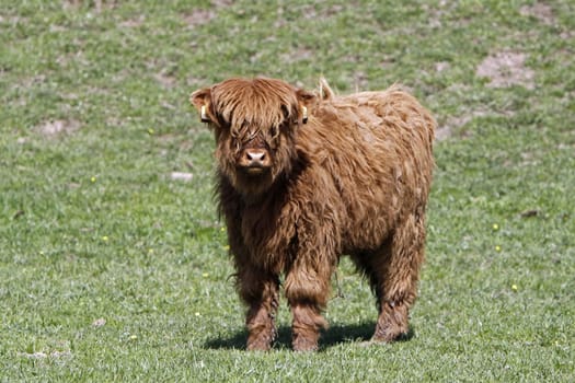 Scottish Highland cattle