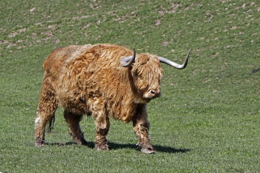 Scottish Highland cattle