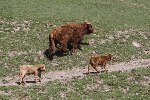 Scottish Highland cattle