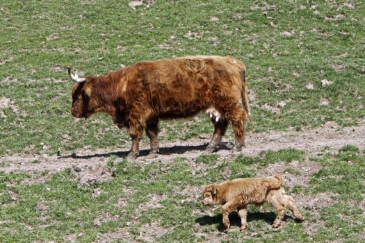Scottish Highland cattle