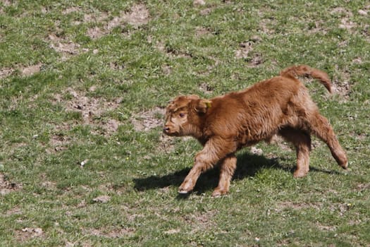 Scottish Highland cattle