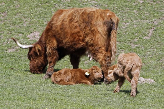 Scottish Highland cattle