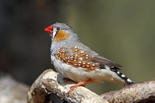 Zebra finch