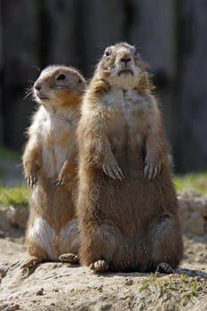 Two prairie dogs