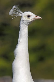 White peacock