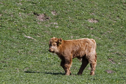 Scottish Highland cattle