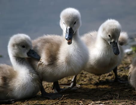 SwanChildren