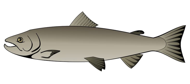 Salmon (Salmonidae)