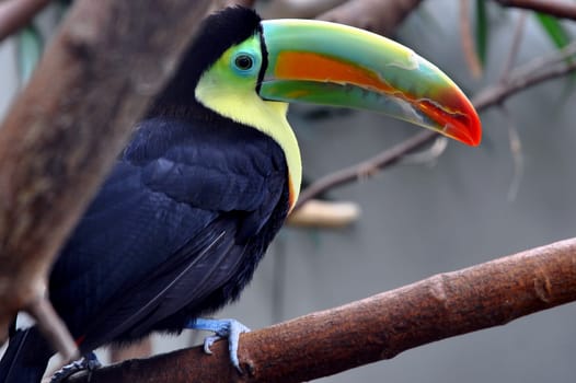 Fisherman's Toucan
