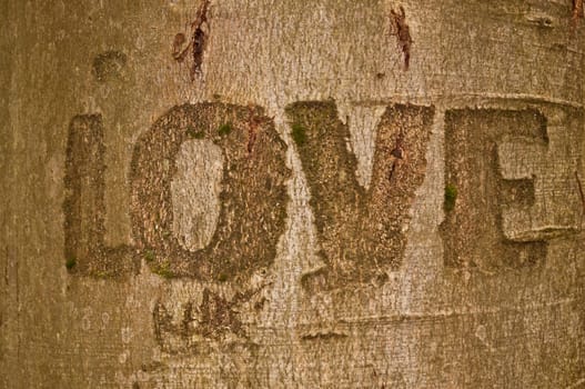 Love Sign Carved in the Bark of Tree