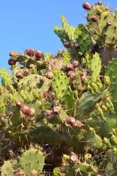 Prickly pear