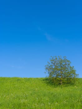 Meadow full of dandelions with single tree