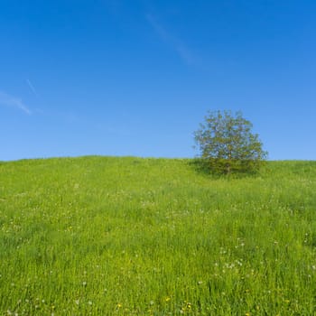 Meadow full of dandelions with single tree