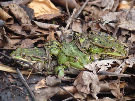 Three Pond Frogs
