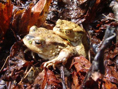Pair of toads in Hainich National Park