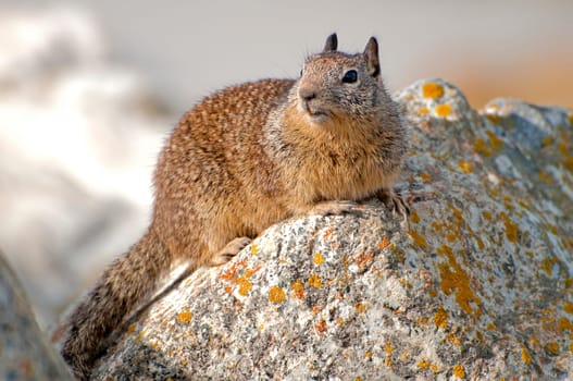 California ground squirrel