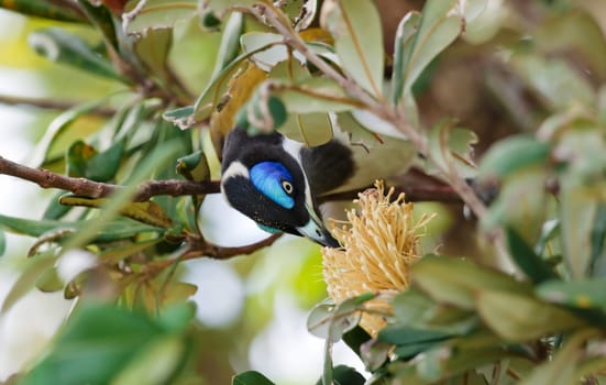A Blue Faced Honeyeater (Entomyzon cyanotis) or Bananabird sticks its head around to get to a banksia flower