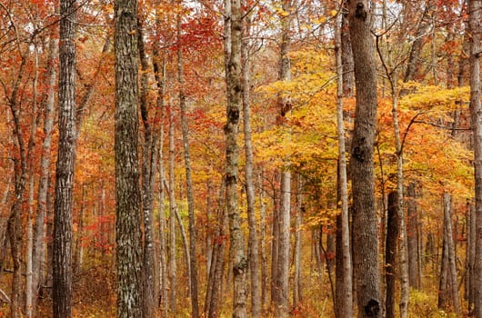 autumn or fall trees in the forest