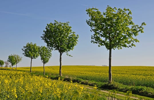 Rapeseed blossom