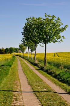 Dirt road in rapeseed