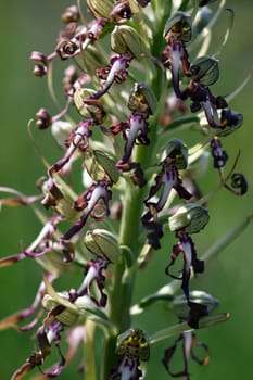 The strongest and most stately of all orchids native to Germany: the Bock's strap tongue (Himantoglossum hircinum)