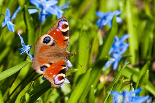 Photo of a orange butterfly stand on a green grass