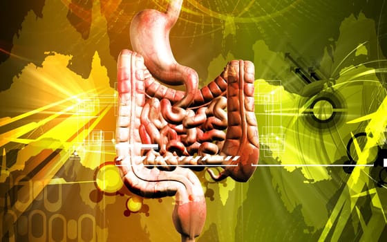 Digital illustration of human digestive system in colour background