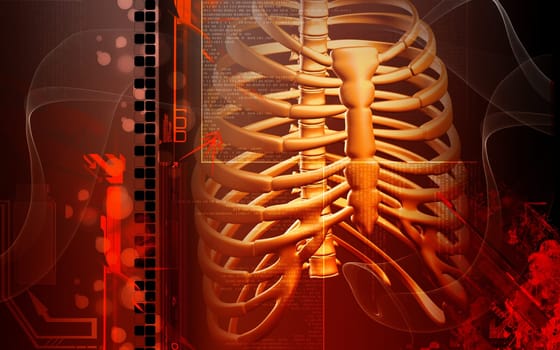 Digital illustration of rib cage in colour background