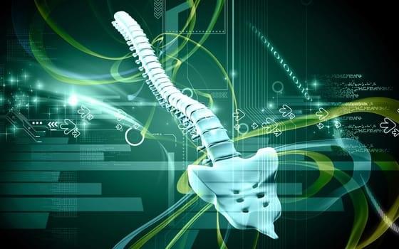 Digital illustration of back bone in colour background