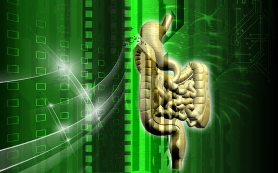 Digital illustration of human digestive system in colour background