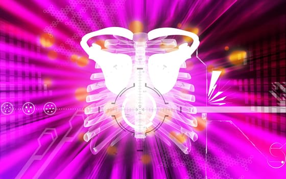 Digital illustration of collar bone in colour background