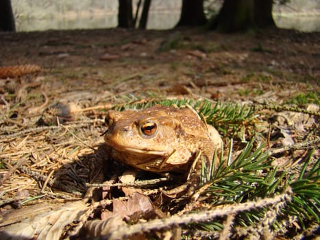 Common toad in the Reinhardswald