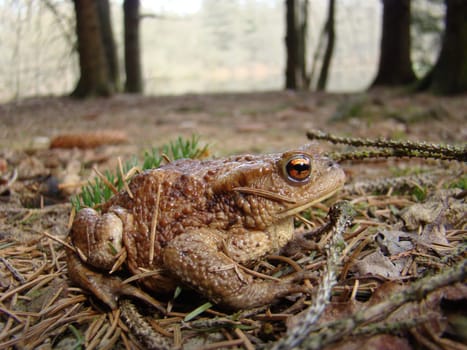 Common toad in the Reinhardswald