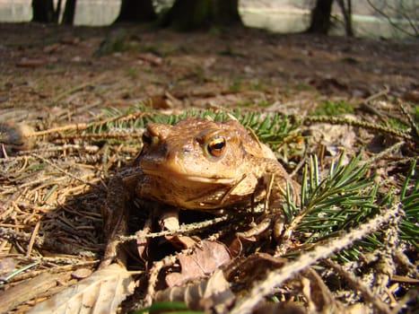 Common toad in the Reinhardswald