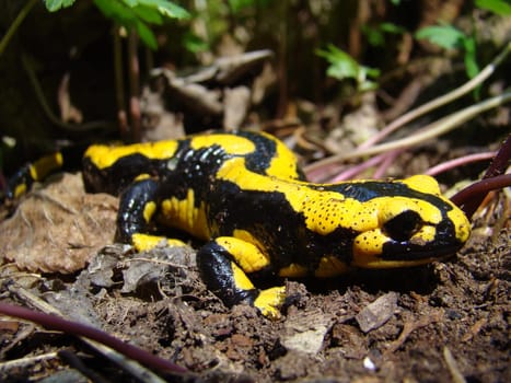 Fire salamanders in the Kellerwald National Park