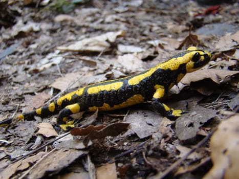 Fire salamanders in the Kellerwald National Park