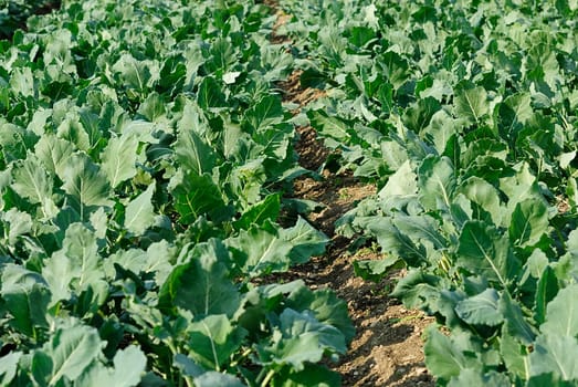 kohlrabi
