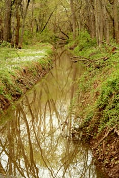 A Small stream in the woods