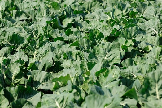 kohlrabi