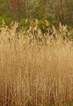 Some Tall reed plants