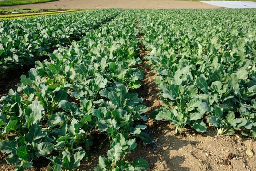 kohlrabi