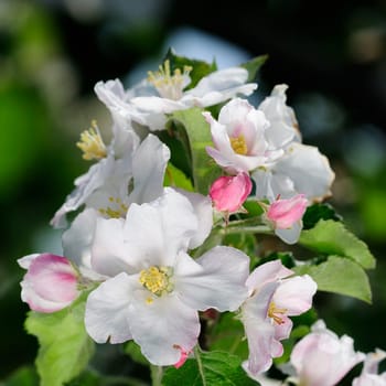 apple blossom