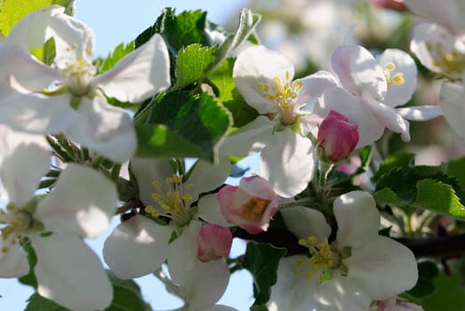 apple blossom