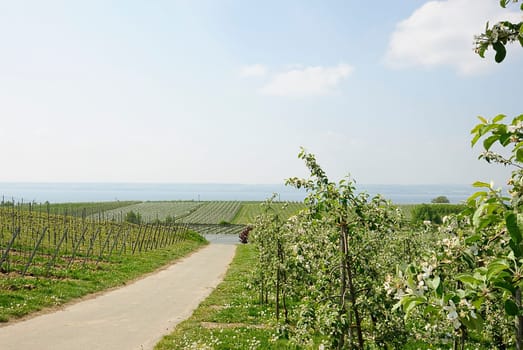 Apple Vineyards