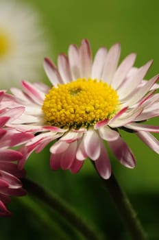 Daisy