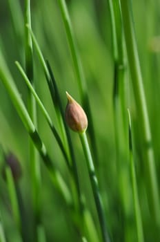 Chives